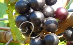 Lane Muscadine Grape Vine (Self Fertile) - 1 Gallon Pot -Garden Plant Shop 10133 lane muscadine
