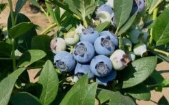 Biloxi Southern Highbush Blueberry - 1 Gallon Pot -Garden Plant Shop 10151 biloxi blueberry