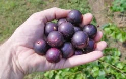 Nesbitt Muscadine Grape Vine - 1 Gallon Pot 3 Nesbitt Muscadine Grape Vine - 1 Gallon Pot -Garden Plant Shop 10547 nesbitt muscadine