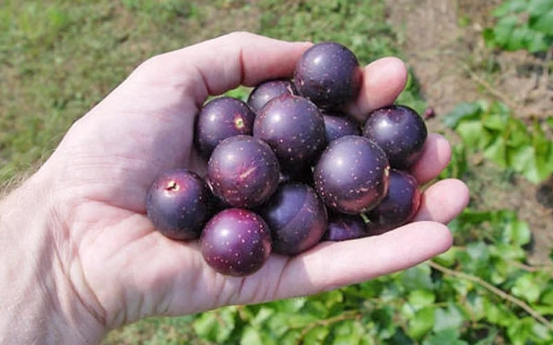 Nesbitt Muscadine Grape Vine - 1 Gallon Pot Nesbitt Muscadine Grape Vine - 1 Gallon Pot -Garden Plant Shop 10547 nesbitt muscadine