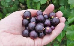 Noble Muscadine Grape Vine (Self Fertile) - 1 Gallon Pot -Garden Plant Shop 10548 noble muscadine