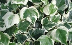 Variegated Algerian Ivy (Hedera Algeriensis 'Gloire De Marengo') - 5 Pack Of Pint Pots -Garden Plant Shop 3554 ravensholst ivy 1
