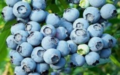 Powderblue Rabbiteye Blueberry - 6 Pack Of 1 Gallon Pots 3 Powderblue Rabbiteye Blueberry - 6 Pack Of 1 Gallon Pots -Garden Plant Shop 3591 powder blue blueberry