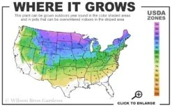 Phantom Hydrangea - 3 Gallon Pot -Garden Plant Shop 3a 8a 5