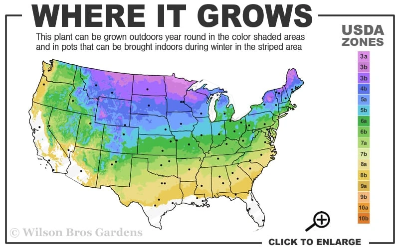 American Wild Plum Tree (Prunus americana) - 1 Gallon Pot American Wild Plum Tree (Prunus Americana) - 1 Gallon Pot -Garden Plant Shop 3a 8b 89