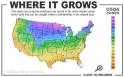 Little Lime Hydrangea - 3 Pack Of Quart Pots 2 Little Lime Hydrangea - 3 Pack Of Quart Pots -Garden Plant Shop 3a 9b 37