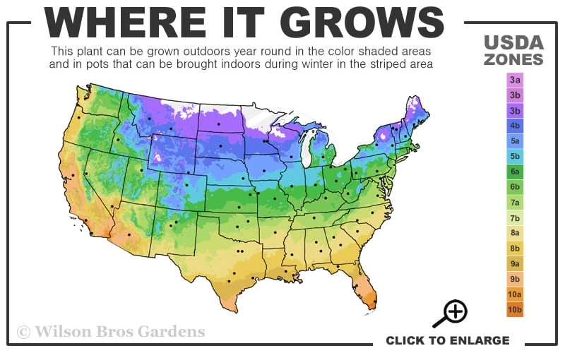 Orange Mint Plant - 4 Pack of Quart Pots Orange Mint Plant - 4 Pack Of Quart Pots -Garden Plant Shop 4a 11 2