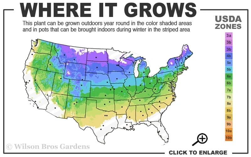 Northern Highbush Blueberry (Vaccinum corymbosum) - 1 Gallon Pot Northern Highbush Blueberry (Vaccinum Corymbosum) - 1 Gallon Pot -Garden Plant Shop 4a 8a 8
