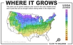 Fall Gold Raspberry - 1 Gallon Pot 2 Fall Gold Raspberry - 1 Gallon Pot -Garden Plant Shop 4a 8a 9