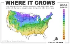 Chives Plant (Allium Schoenoprasum) - 5 Pack Of Quart Pots 2 Chives Plant (Allium Schoenoprasum) - 5 Pack Of Quart Pots -Garden Plant Shop 4a 8b 6