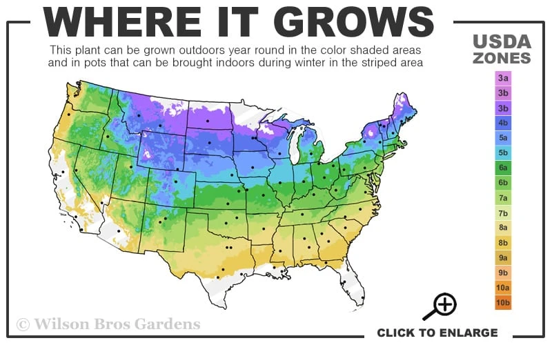 White Wedding Hydrangea - 2 Gallon Pot White Wedding Hydrangea - 2 Gallon Pot -Garden Plant Shop 4a 8b 9