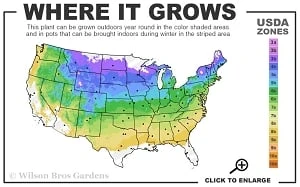 Silver Mound Artemisia - 1 Gallon Pot Silver Mound Artemisia - 1 Gallon Pot -Garden Plant Shop 4a 8b thumbnail 10