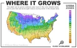 American Sycamore Tree - 3 Pack Of 1.5 Quart Pots -Garden Plant Shop 4a 9b 69