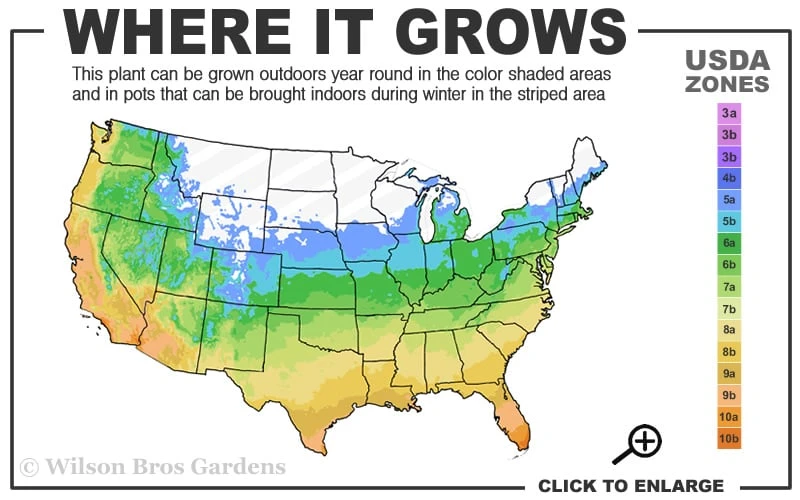 Chicago Cold Hardy Fig Tree - 1 Gallon Pot Chicago Cold Hardy Fig Tree - 1 Gallon Pot -Garden Plant Shop 5a 10b 47