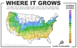 Mars Seedless Grape - 1 Gallon Pot 2 Mars Seedless Grape - 1 Gallon Pot -Garden Plant Shop 5a 8b 148