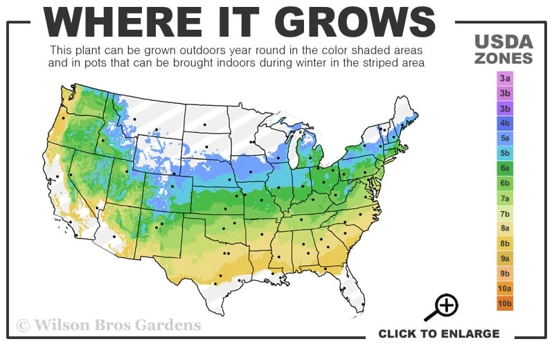 Chicago Luster Arrowwood Viburnum - 3 Gallon Pot Chicago Luster Arrowwood Viburnum - 3 Gallon Pot -Garden Plant Shop 5a 8b 45