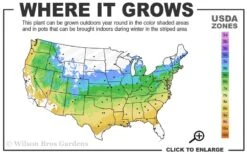 Jubilee Southern Highbush Blueberry - 1 Gallon Pot -Garden Plant Shop 5a 9a 115