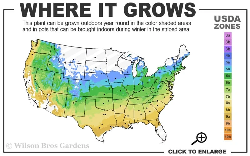 Katsura Japanese Maple - 3 Gallon Pot Katsura Japanese Maple - 3 Gallon Pot -Garden Plant Shop 5a 9a 123