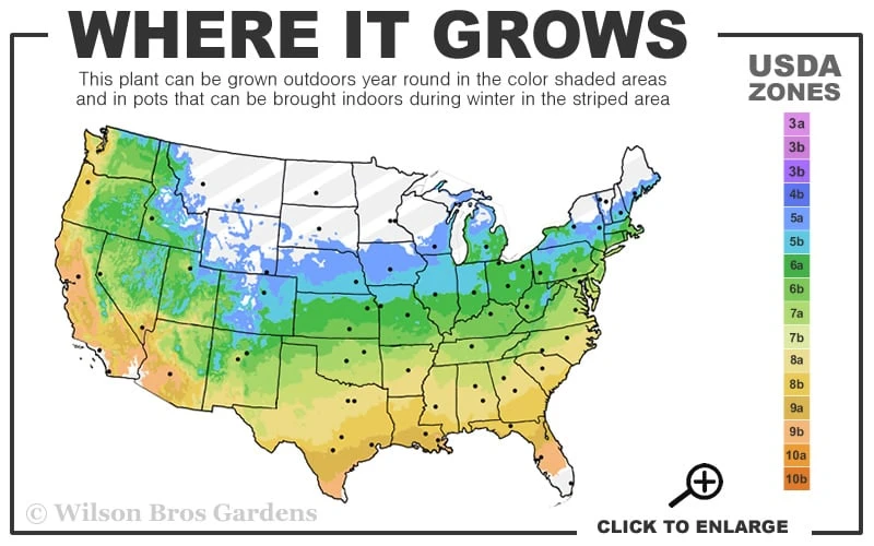 Centennial Star Magnolia - 3 Gallon Pot Centennial Star Magnolia - 3 Gallon Pot -Garden Plant Shop 5a 9b 194