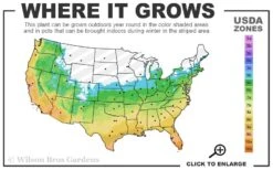 Claudia Wannamaker Southern Magnolia - 7 Gallon Pot (4-5') -Garden Plant Shop 5b 11 6