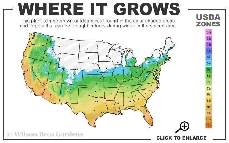 Claudia Wannamaker Southern Magnolia - 3 Gallon Pot Claudia Wannamaker Southern Magnolia - 3 Gallon Pot -Garden Plant Shop 5b 11 7