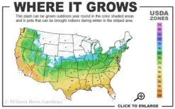 Graham Blandy Columnar Boxwood - 5 Gallon Pot 2 Graham Blandy Columnar Boxwood - 5 Gallon Pot -Garden Plant Shop 5b 9b 5