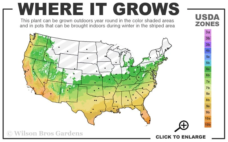 Salavatski Cold Hardy Russian Pomegranate - 3 Gallon Pot Salavatski Cold Hardy Russian Pomegranate - 3 Gallon Pot -Garden Plant Shop 6A 11