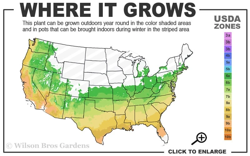 Chinese Snowball Viburnum Bush - 3 Gallon Pot Chinese Snowball Viburnum Bush - 3 Gallon Pot -Garden Plant Shop 6A 9B 61