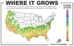 Perfecto Mundo Double Pink Reblooming Azalea - 3 Gallon Pot 2 Perfecto Mundo Double Pink Reblooming Azalea - 3 Gallon Pot -Garden Plant Shop 6B 9B 34