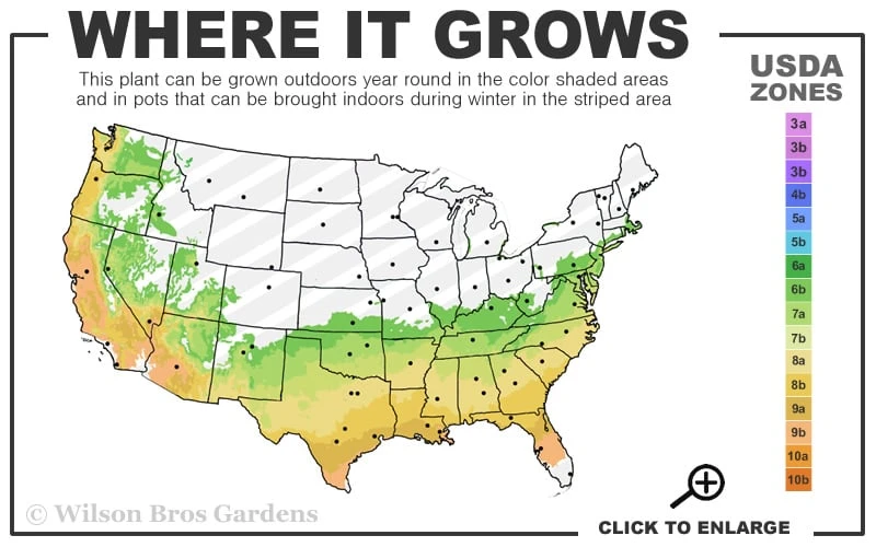 Autumn Rouge Encore Azalea - 3 Gallon Pot Autumn Rouge Encore Azalea - 3 Gallon Pot -Garden Plant Shop 6B 9B 80
