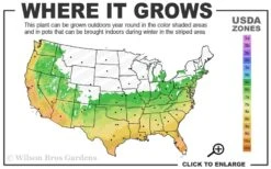 Ingelise English Ivy (Hedera) - 10 Pack Of 4" Pots 2 Ingelise English Ivy (Hedera) - 10 Pack Of 4" Pots -Garden Plant Shop 6a 10a 12