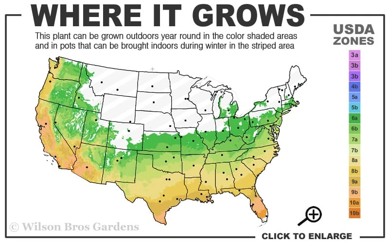Ingelise English Ivy (Hedera) - 10 Pack of 4" Pots Ingelise English Ivy (Hedera) - 10 Pack Of 4" Pots -Garden Plant Shop 6a 10a 12