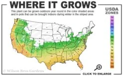 Summer Snow Gardenia - 3 Gallon Pot -Garden Plant Shop 6a 10a 2