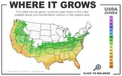 April Pink Cold Hardy Camellia Japonica - 1 Gallon Pot -Garden Plant Shop 6a 10b 10