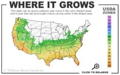 Silver Mist Mondo Grass - 6 Pack Of Pint Pots -Garden Plant Shop 6a 11 38