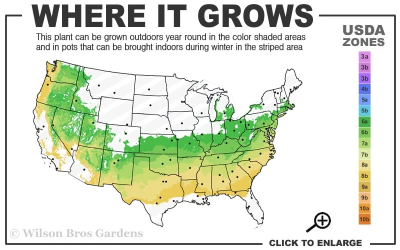 Variegated Boxwood (Buxus sempervirens 'Aureovariegata') - 2 Gallon Pot Variegated Boxwood (Buxus Sempervirens 'Aureovariegata') - 2 Gallon Pot -Garden Plant Shop 6a 8b 12