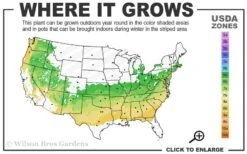 Dwarf Variegated Boxwood - 3 Gallon Pot -Garden Plant Shop 6a 8b 17