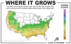 Arp Rosemary - 6 Pack Of Pint Pots 2 Arp Rosemary - 6 Pack Of Pint Pots -Garden Plant Shop 6a 9a 12