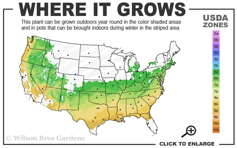 Arp Rosemary - 6 Pack of Pint Pots Arp Rosemary - 6 Pack Of Pint Pots -Garden Plant Shop 6a 9a 12