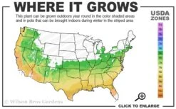 Serpentine Weeping Blue Atlas Cedar - 3 Gallon Pot 2 Serpentine Weeping Blue Atlas Cedar - 3 Gallon Pot -Garden Plant Shop 6a 9b 347