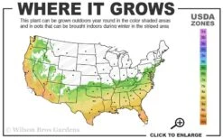 Arctic Dawn Cold Hardy Pink Camellia Hybrid - 3 Gallon Pot 2 Arctic Dawn Cold Hardy Pink Camellia Hybrid - 3 Gallon Pot -Garden Plant Shop 6b 10a