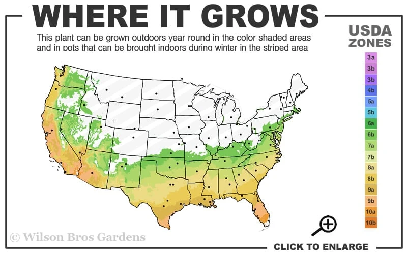 Arctic Dawn Cold Hardy Pink Camellia Hybrid - 3 Gallon Pot Arctic Dawn Cold Hardy Pink Camellia Hybrid - 3 Gallon Pot -Garden Plant Shop 6b 10a
