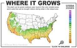 Wheeler's Cold Hardy Fragrant Tea Olive (Osmanthus) - 3 Gallon Pot -Garden Plant Shop 6b 10b 5