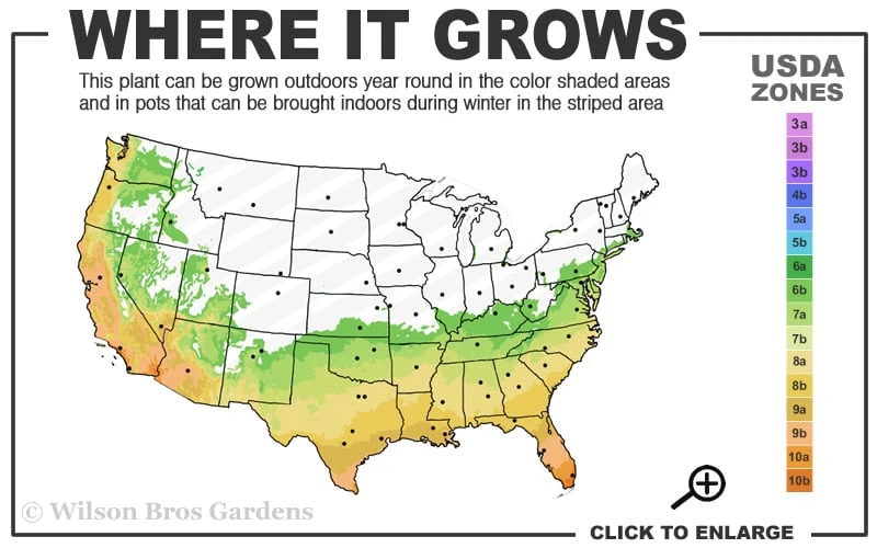 Fortune's Cold Hardy Tea Olive (Fragrant Osmanthus) - 7 Gallon Pot (4-5') Fortune's Cold Hardy Tea Olive (Fragrant Osmanthus) - 7 Gallon Pot (4-5') -Garden Plant Shop 6b 10b 9