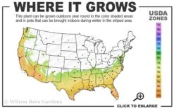Pink Snow Camellia Sasanqua - 7 Gallon Pot (3-4') 2 Pink Snow Camellia Sasanqua - 7 Gallon Pot (3-4') -Garden Plant Shop 7a 10a 3