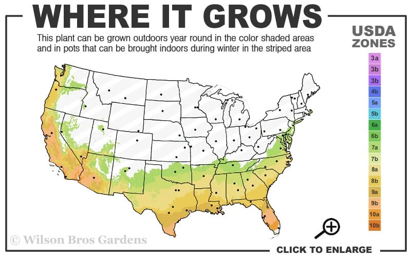 Pink Snow Camellia Sasanqua - 7 Gallon Pot (3-4') Pink Snow Camellia Sasanqua - 7 Gallon Pot (3-4') -Garden Plant Shop 7a 10a 3