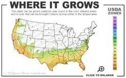 Bigfoot Cleyera Japonica - 3 Gallon Pot 2 Bigfoot Cleyera Japonica - 3 Gallon Pot -Garden Plant Shop 7a 10b 277