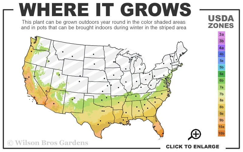 Semmes Cold Hardy Red Bottlebrush - Callistemon - 3 Gallon Pot Semmes Cold Hardy Red Bottlebrush - Callistemon - 3 Gallon Pot -Garden Plant Shop 7a 10b 296