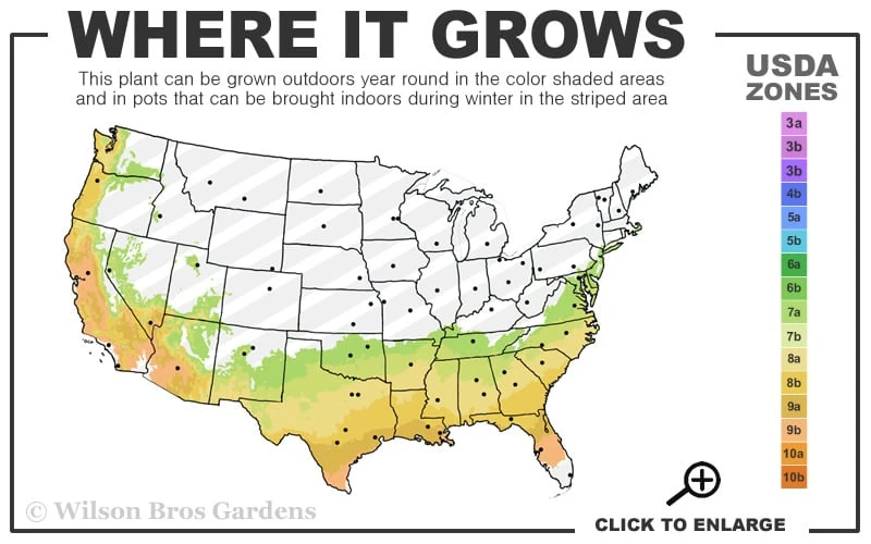 Snowball Bloom 'N Again Azalea - 2 Gallon Pot Snowball Bloom 'N Again Azalea - 2 Gallon Pot -Garden Plant Shop 7a 9b 49