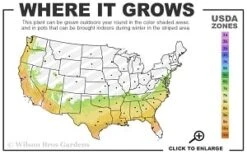 Scarlet Bells' Hong Kong Rose (Rhodoleia Henryi) - 3 Gallon Pot -Garden Plant Shop 7a 9b thumbnail 1